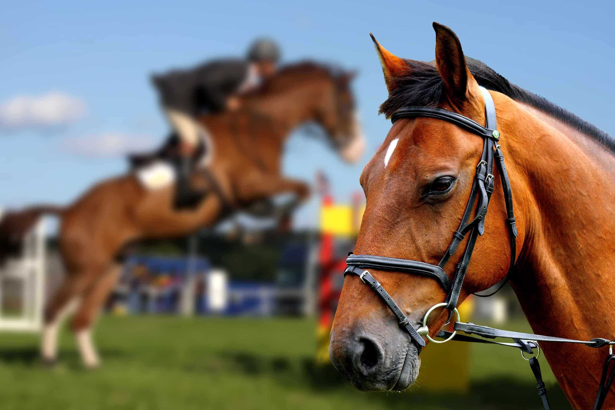 Close-up of a show jumping horse in focus, with another horse and rider