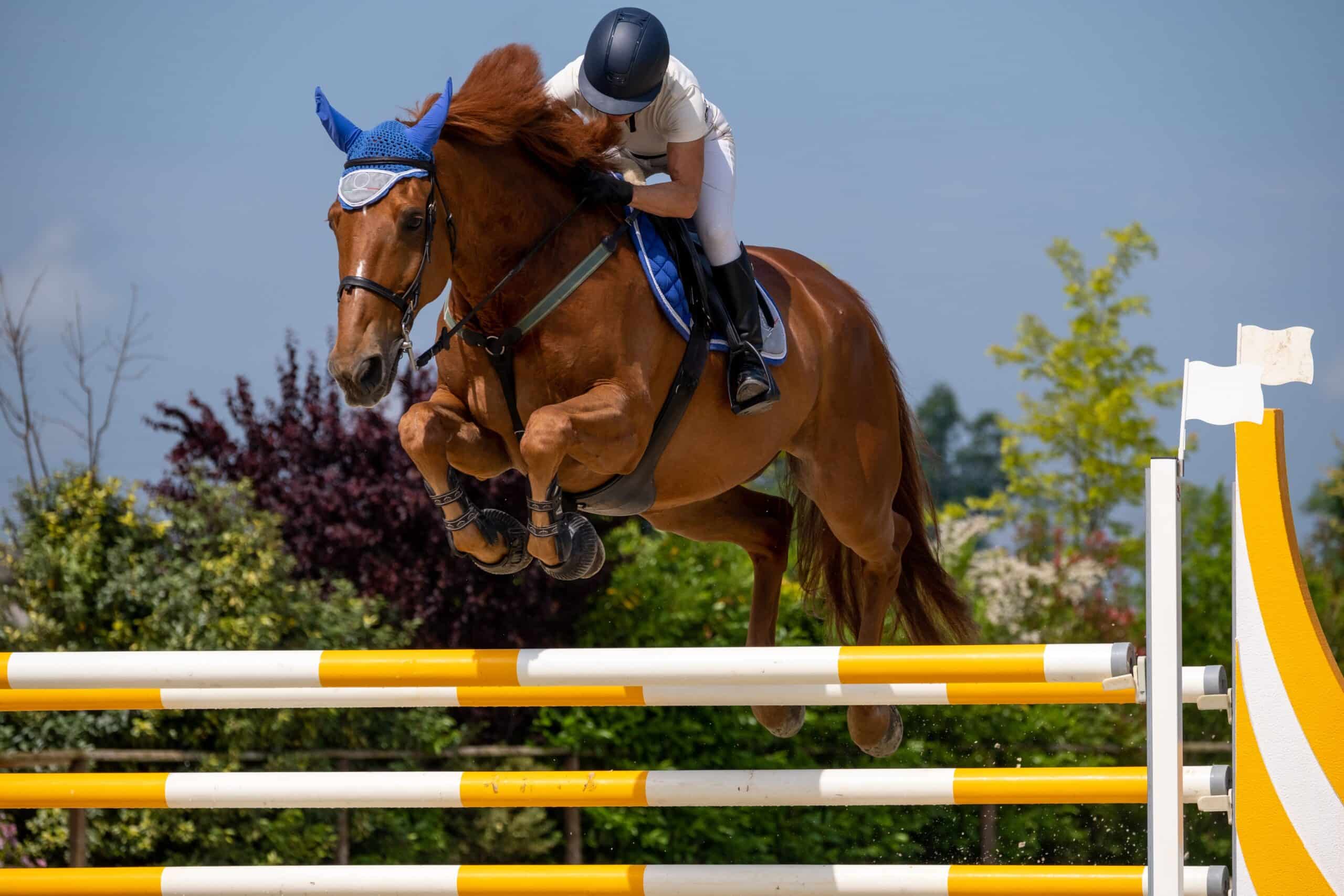 Horse and rider in an outdoor show jumping competition