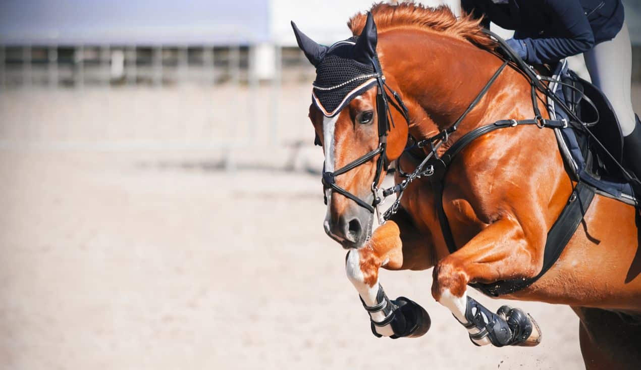 Hunter jumper horses for sale captured during a show jump, showing strength, focus, and athletic build