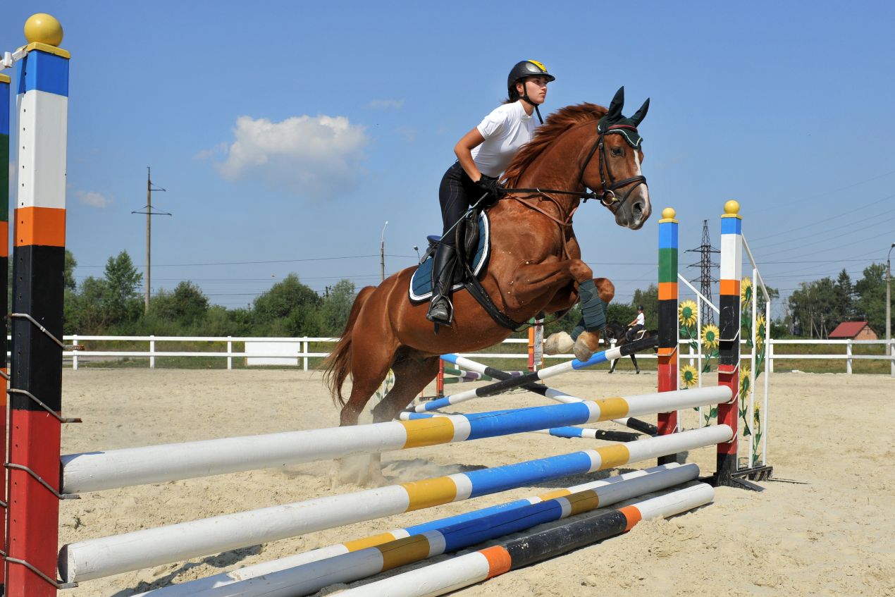 Hunter jumper horses for sale in training with a rider over a colorful jump course on a bright day